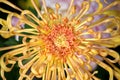 Beautiful chrysanthemum Royalty Free Stock Photo